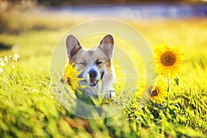 beautiful dog puppy Corgi sitting on a field with yellow flowers of sunflower in the warm clear summer day, and