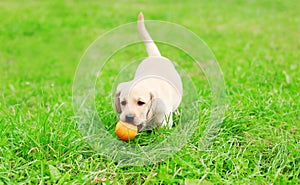 Bellissimo il cane parete gomma sfera 