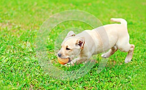 Beautiful dog puppy Labrador Retriever running playing with ball