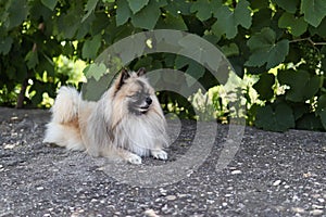 Beautiful dog restin in shade of vine in garden on summer day