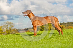 Beautiful dog rhodesian ridgeback