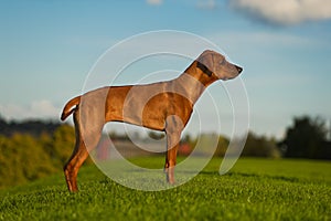 Beautiful dog rhodesian ridgeback