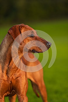 Beautiful dog rhodesian ridgeback