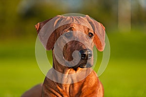 Beautiful dog rhodesian ridgeback