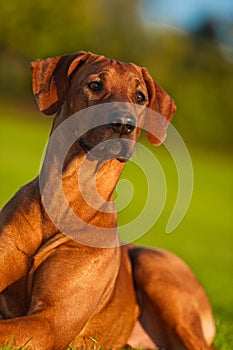 Beautiful dog rhodesian ridgeback