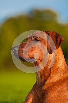 Beautiful dog rhodesian ridgeback