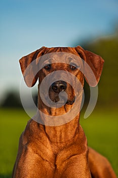 Beautiful dog rhodesian ridgeback