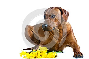 Beautiful dog rhodesian ridgeback laying in yellow flowers isolated on white