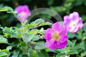 Beautiful dog rose flowers bloom in the garden, spring time