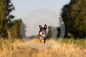 Beautiful dog running in a field on sunset