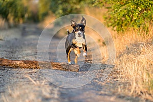 Beautiful dog running in a field on sunset