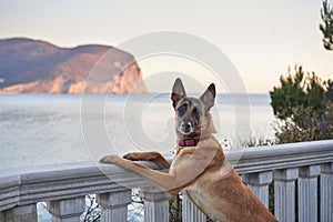 beautiful dog on the sea embankment against the backdrop of mountains. Belgian Shepherd on the coast