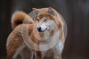 A beautiful dog of the Shiba Inu breed.