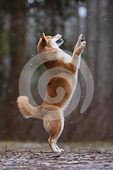 A beautiful dog of the Shiba Inu breed stands on its hind legs.