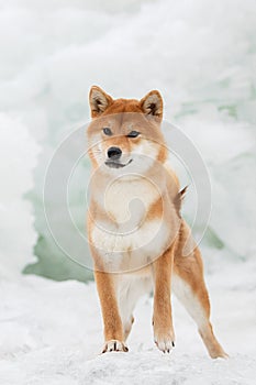 A beautiful dog of the Shiba Inu breed in winter on ice.