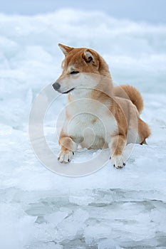 A beautiful dog of the Shiba Inu breed in winter on ice.