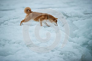 A beautiful dog of the Shiba Inu breed in winter on ice.