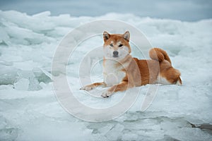 A beautiful dog of the Shiba Inu breed in winter on ice.