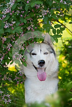 Beautiful dog Siberian husky as wolf sits in honeysuckle bushes blooming