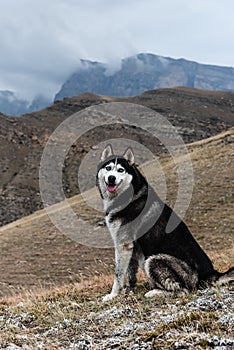 A beautiful dog of the Siberian Husky breed stands high in the mountains in autumn. Free life concept