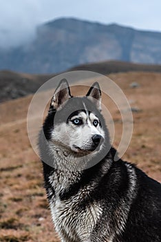 A beautiful dog of the Siberian Husky breed stands high in the mountains in autumn. Free life concept