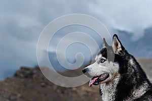 A beautiful dog of the Siberian Husky breed stands high in the mountains in autumn. Free life concept