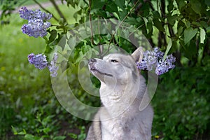 Beautiful dog Siberian husky like wolf sits in lilac bushes blooming