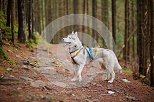 Beautiful dog, the Siberian Husky in the woods