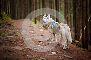 Beautiful dog, the Siberian Husky in the woods