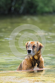 A beautiful dog sits on the bank of the river. The dog swims in clear, blue water. Background with copy space