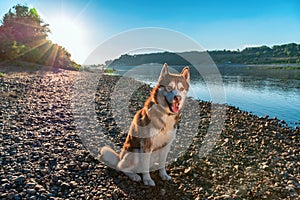 Beautiful dog sits on the shore evening river in the rays setting sun. Cute red Siberian husky on the background of a serene river