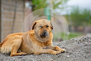 Beautiful dog sitting on the sand
