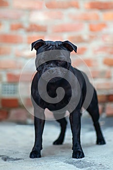 Beautiful dog of Staffordshire Bull Terrier breed, black color, serious face, expressive proud look, strong muscular body, standin