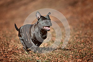 Beautiful dog of Staffordshire Bull Terrier breed, black color, smiling face running in autumn leaves