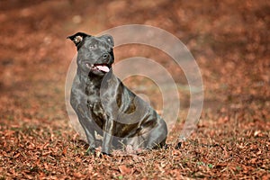 Beautiful dog of Staffordshire Bull Terrier breed, black color, smiling face sitting in autumn leaves