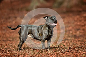 Beautiful dog of Staffordshire Bull Terrier breed, black color, smiling face standing in autumn leaves