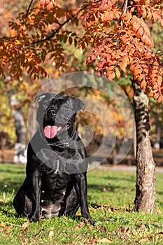 Beautiful dog of Staffordshire Bull Terrier breed, black color, smiling face, tongue out, happy look, sitting on autumn park backg