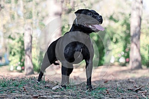 Beautiful dog of Staffordshire Bull Terrier breed, black color, smiling face, tongue out, proud look, standing on park background.