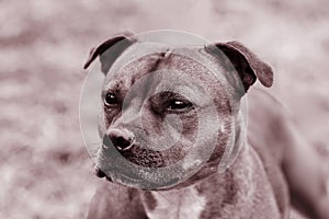 Beautiful dog of Staffordshire Bull Terrier breed, Close up portrait in monochromatic toned, clever look.