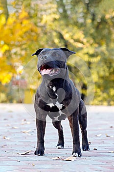 Beautiful dog of staffordshire bull terrier breed, dark color with attentive look up, standing on autumn park background, yellow l