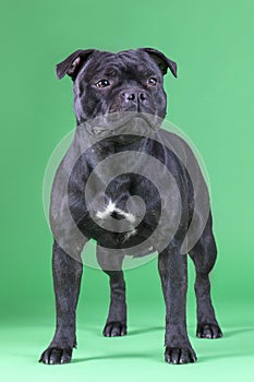 Beautiful dog of staffordshire bull terrier breed, dark color with tiger inclusions, standing on bright green chromakey background