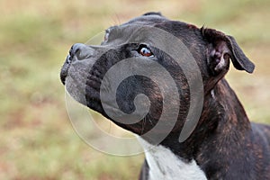 Beautiful dog of Staffordshire Bull Terrier breed, dark tiger color with melancholy look, close up portrait of cuty dog female. photo