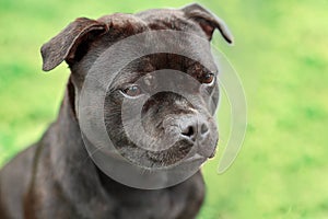 Beautiful dog of Staffordshire Bull Terrier breed, dark tiger color with melancholy look. Close up portrait on yellowish green bac