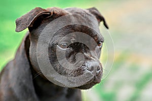 Beautiful dog of Staffordshire Bull Terrier breed, dark tiger color with melancholy look. Close up portrait on yellowish green bac