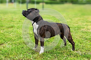 Beautiful dog of Staffordshire Bull Terrier breed, dark tiger color with melancholy look, standing on green lawn background.