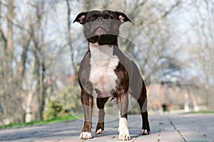 Beautiful dog of Staffordshire Bull Terrier breed, of tiger stripped color, serious face, proud look, standing on park background.