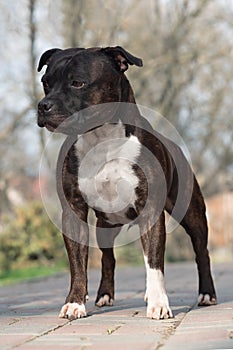 Beautiful dog of Staffordshire Bull Terrier breed, of tiger stripped color, serious face, proud look, standing on park background.