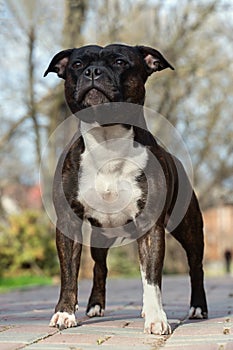 Beautiful dog of Staffordshire Bull Terrier breed, of tiger stripped color, serious face, proud look, standing on park background.