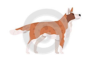 Beautiful dog standing and looking up. Side view of doggy. Canine animal with spots. Puppy s profile. Realistic flat