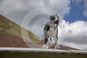 A beautiful dog is standing on the wing of an abandoned plane. American Staffordshire Terrier.